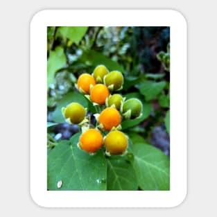 Tasty velvet peach (Solanum abutiloides).Dwarf tree tomato Sticker